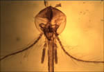 Mosquite